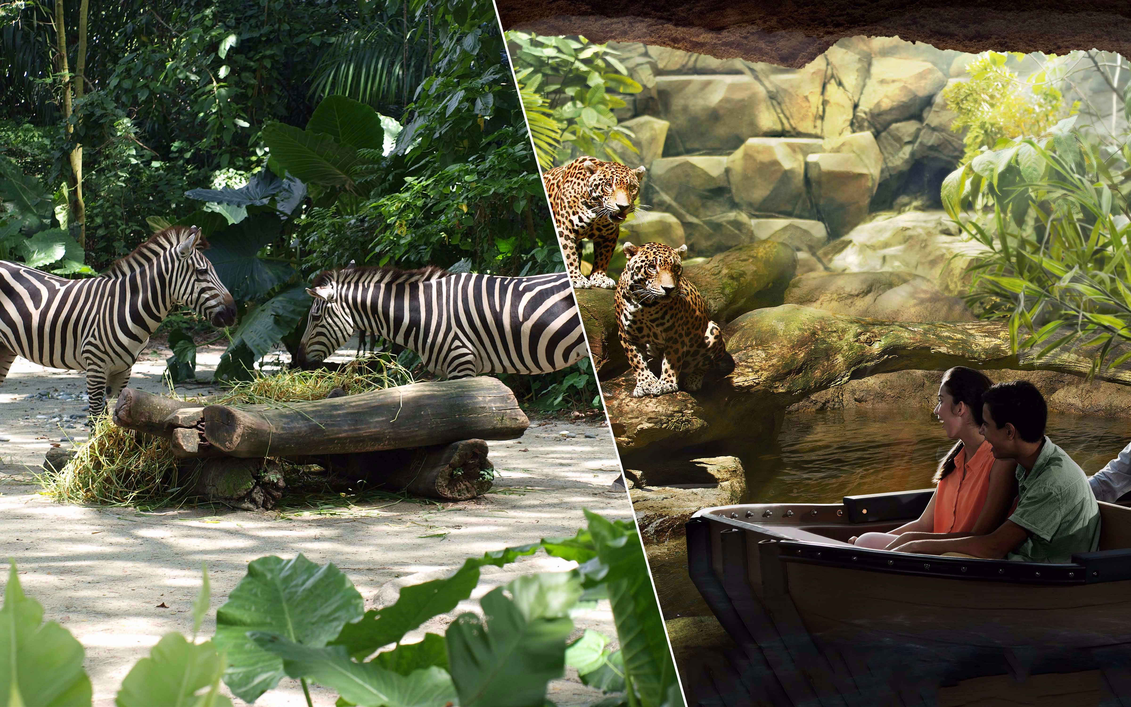 Singapore Zoo+River Safari+ Night Safari with Private Transfers