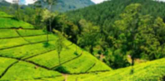 5 Nights in Sri Lanka: Kandy, Nuwara Eliya, Ella & Bentota