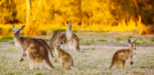 Enigmatic 9 Days Perth Group Package