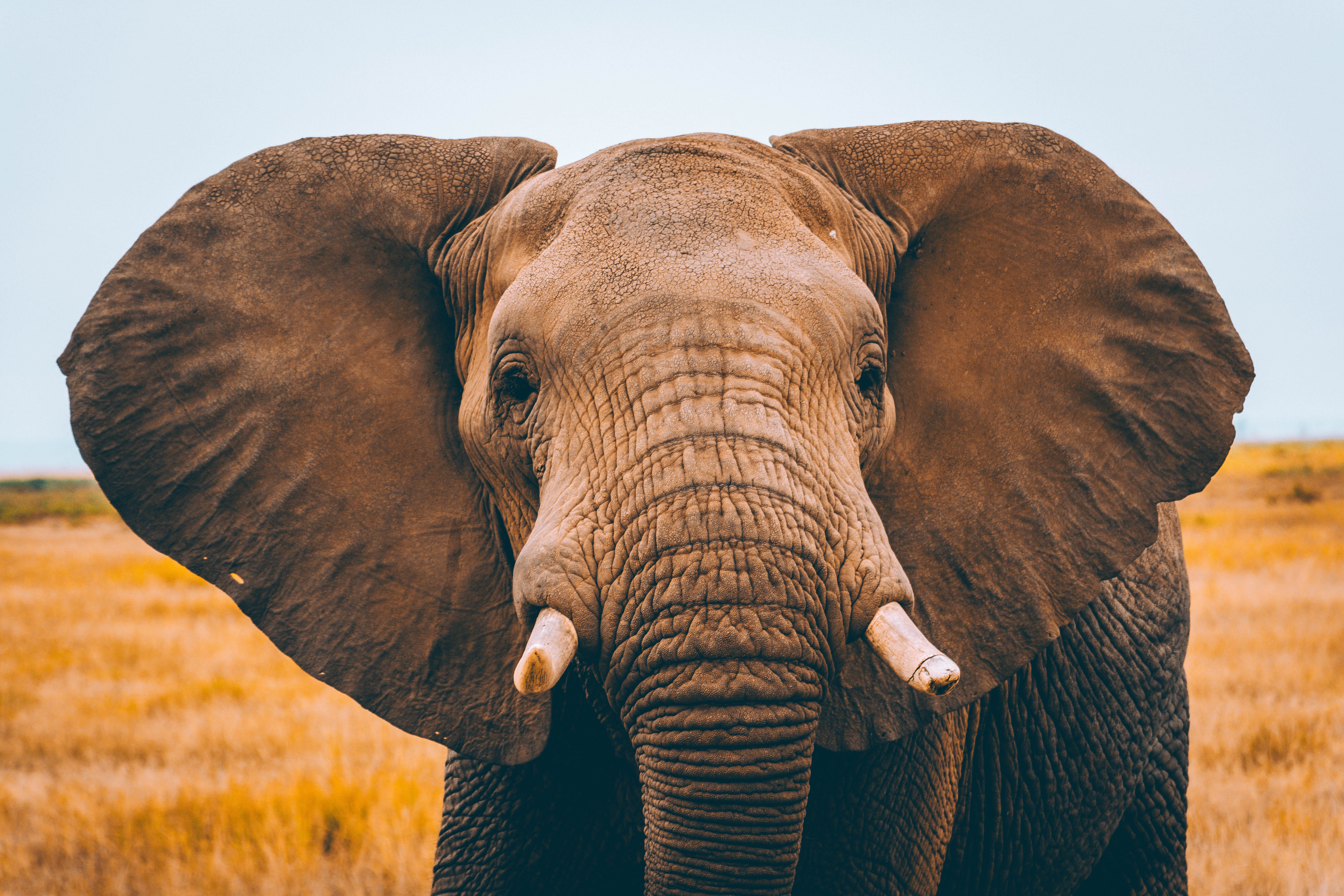 Kenya’s Golden Triangle: 9 Nights of Wildlife & Wonder