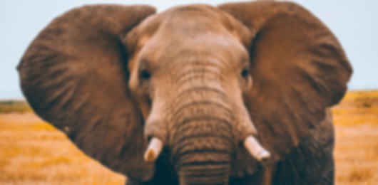 Kenya’s Golden Triangle: 9 Nights of Wildlife & Wonder