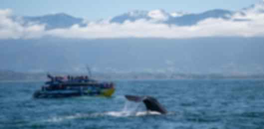 12 nights to Auckland, Rotorua, Queenstown, Franz Josef, Greymouth and Christchurch