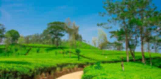 4 Nights Kandy, Nuwara Eliya and Bentota - Elephants, City Tours and Hill Country Route