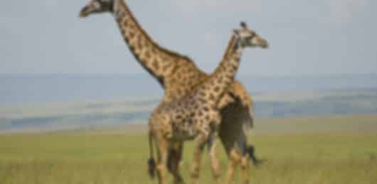 Magical Kenya Safari