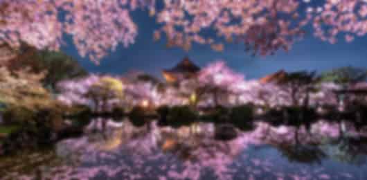 Cherry Blossom Timeless Trails – 8 Nights to Osaka, Kanazawa and Tokyo