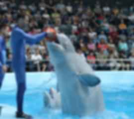 Dubai All Inclusive Experiences