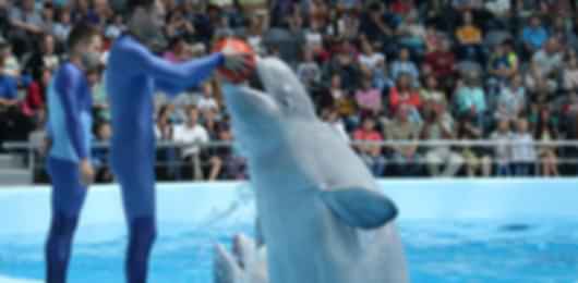 Dubai All Inclusive Experiences