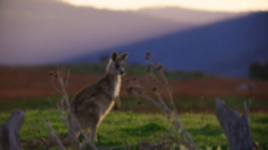 Urban & Coastal Delights: 6 Nights in Canberra and Sydney