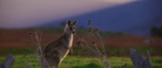 Urban & Coastal Delights: 6 Nights in Canberra and Sydney