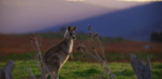Urban & Coastal Delights: 6 Nights in Canberra and Sydney