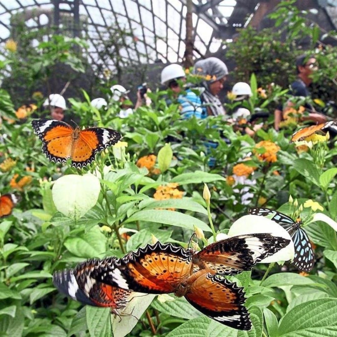 Penang City Walks & Nature Corners