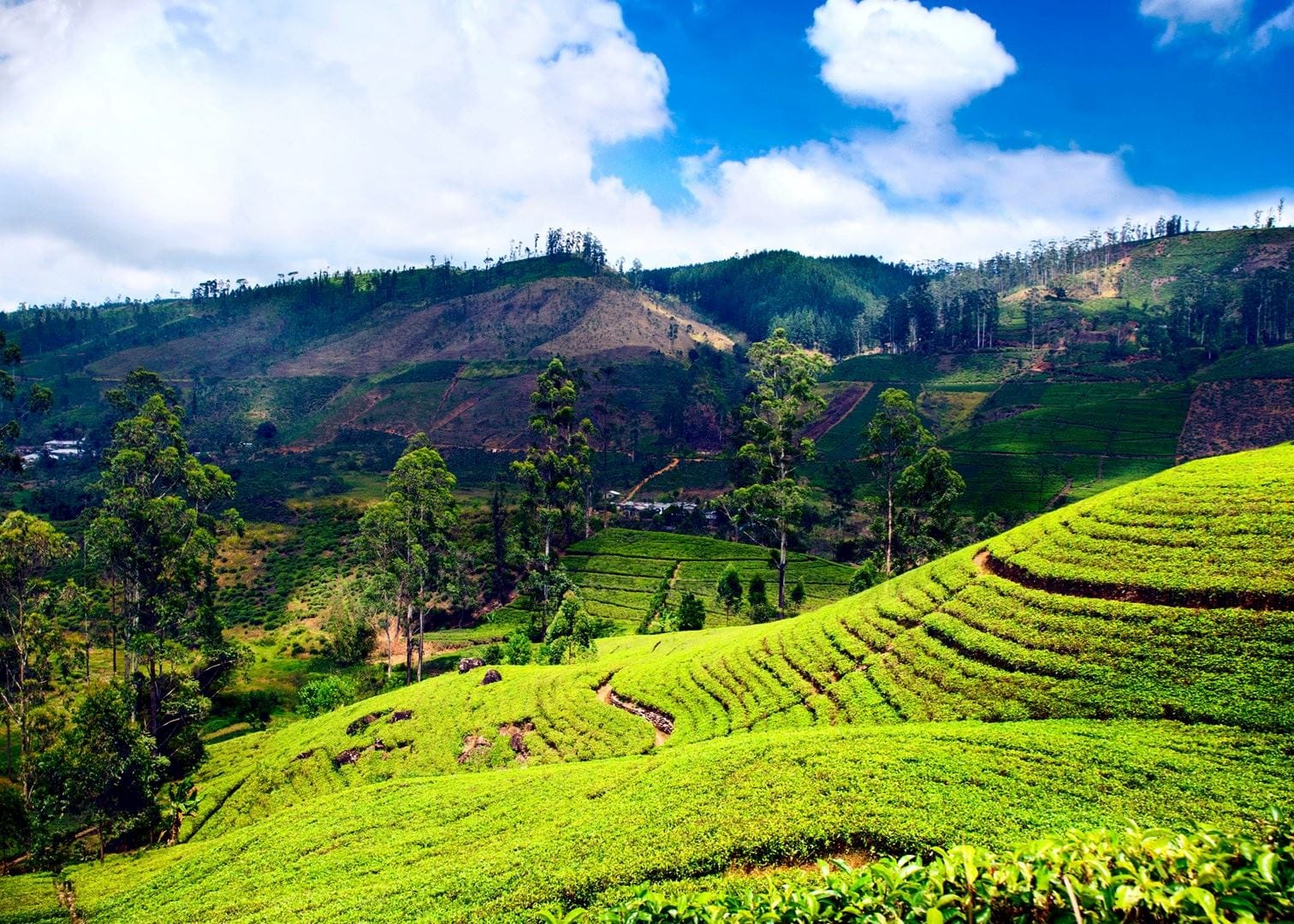 5 Nights Kandy, Nuwara Eliya & Colombo - Cultural Icons and Hill Country Trail