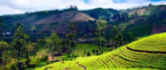 5 Nights Kandy, Nuwara Eliya & Colombo - Cultural Icons and Hill Country Trail