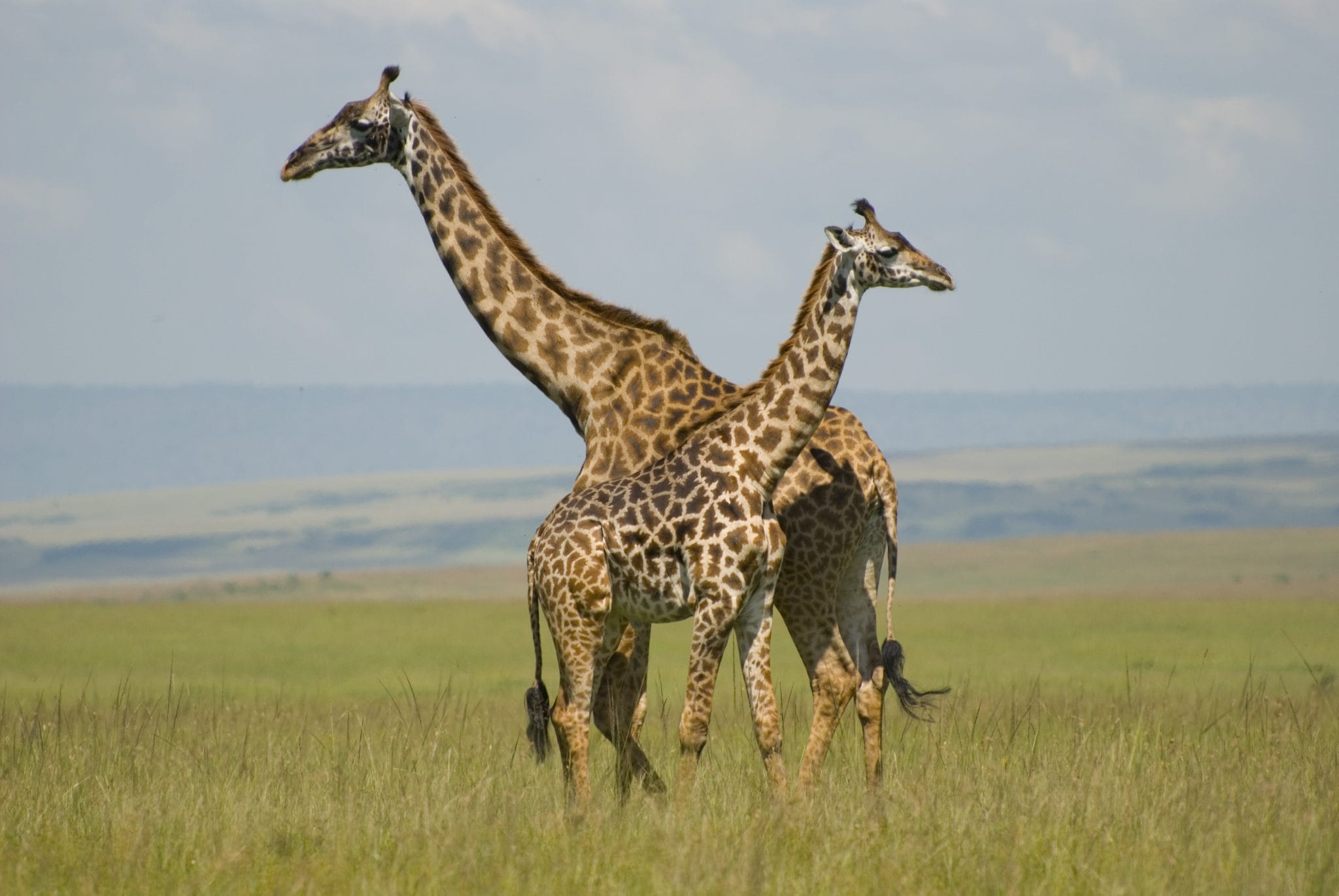 Magical Kenya Safari