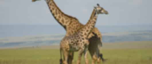 Magical Kenya Safari