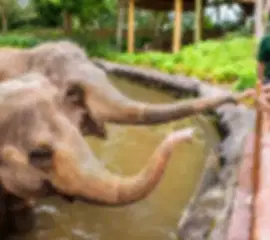 Singapore Luxe Escape with Mandai Wildlife Reserve