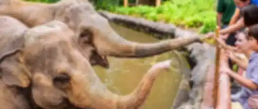 Singapore Luxe Escape with Mandai Wildlife Reserve