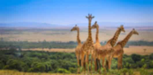 Kenya's Golden triangle - 9 Nights of Safari and Wonder