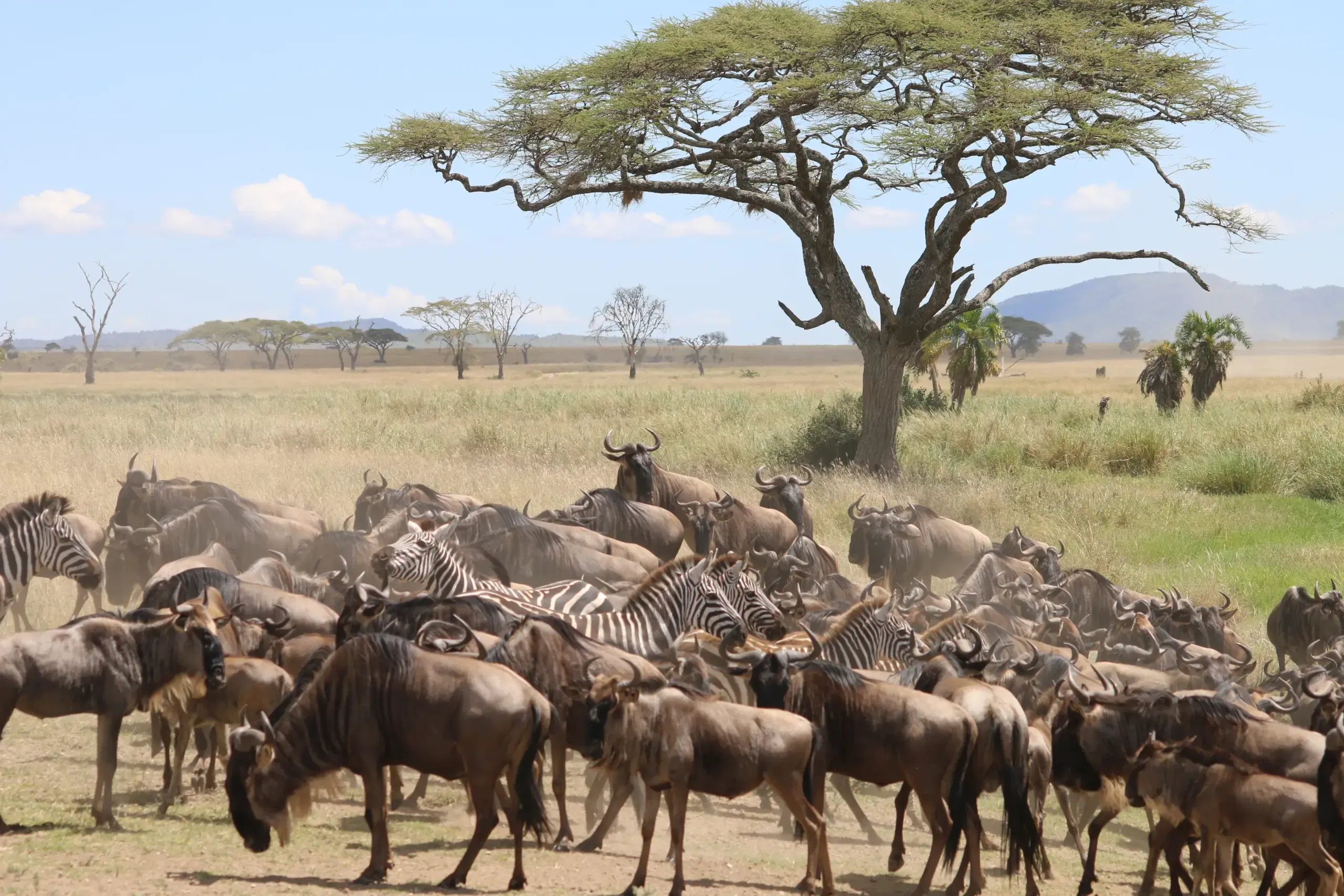 Tanzania Drives