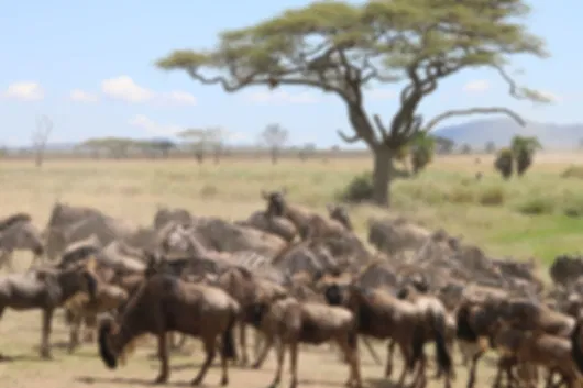 Tanzania Drives