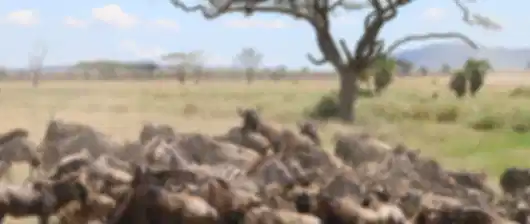Tanzania Drives