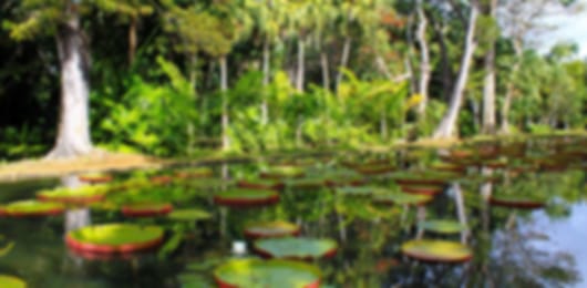Charming 7 Nights Mauritius Group Tours From Delhi