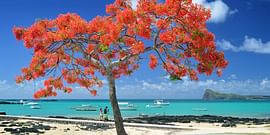 Dazzling 8 Nights Delhi To Mauritius Tour Package
