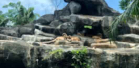 7 Nights Bali Safari & Marine Park Package