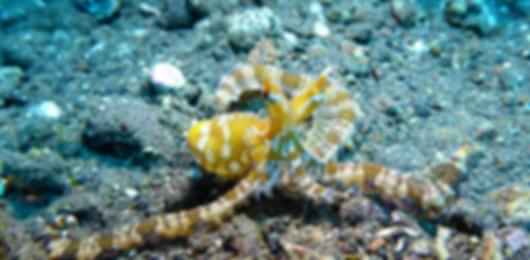 Extravagant Nusa Dua Scuba Diving Packages