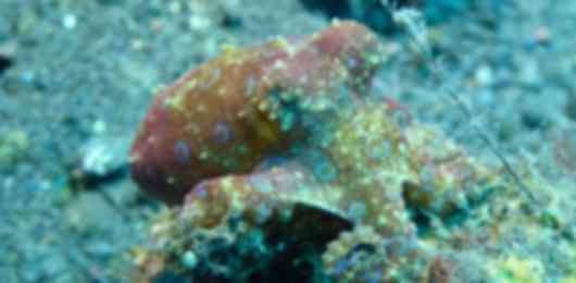9 nights 10 days Bali Solo Trip Package with Experience Scuba Diving At Nusa Dua