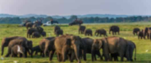 4 Nights Dambulla | Ancient Kingdoms, Rock Fortress and Wildlife Safari