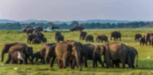 4 Nights Dambulla | Ancient Kingdoms, Rock Fortress and Wildlife Safari