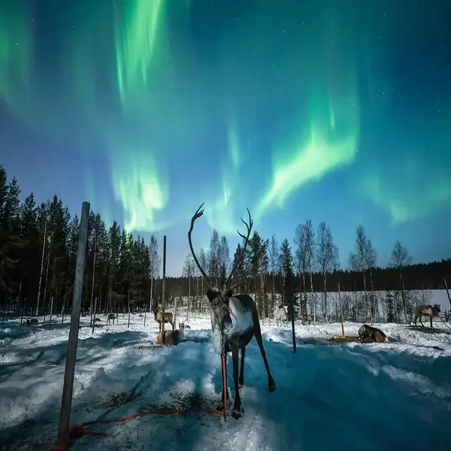 Two Chances at the Northern Lights!