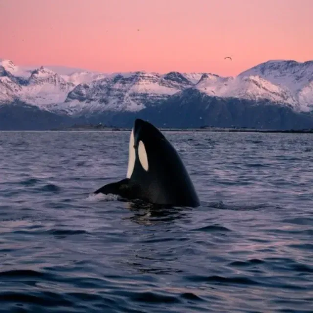 Fjords, Orcas and the Northern Lights