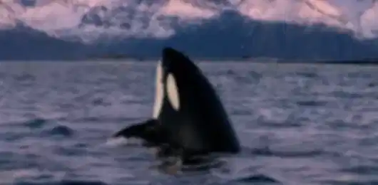 Fjords, Orcas and the Northern Lights