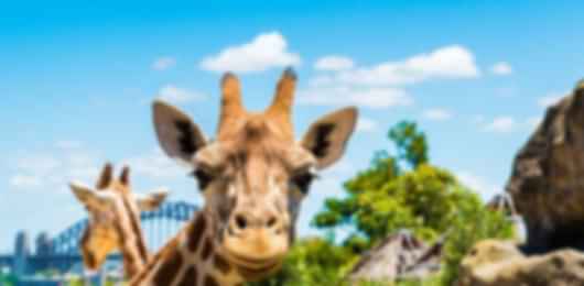 Adventure Trail: Mountains, Coastlines & Wildlife