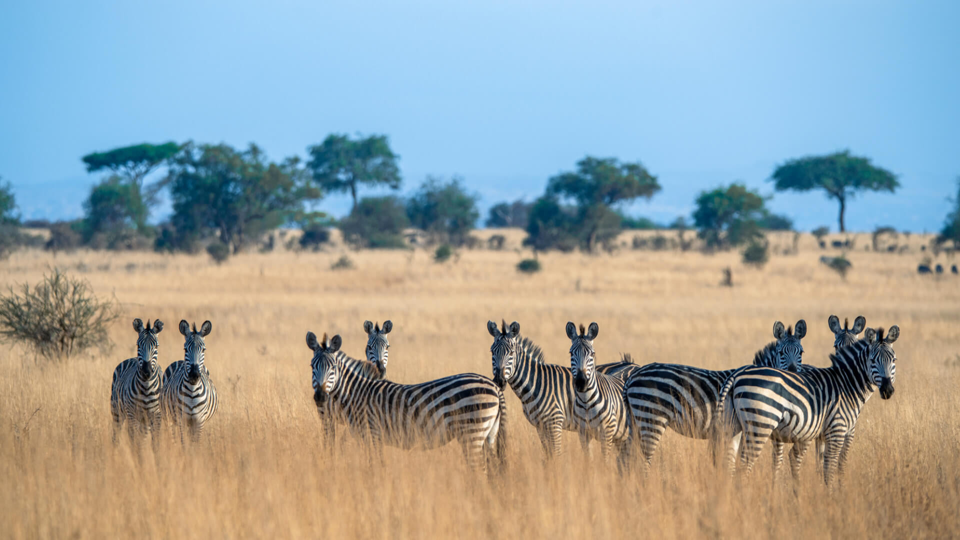 Timeless Tanzania: Plains, Craters & Wildlife