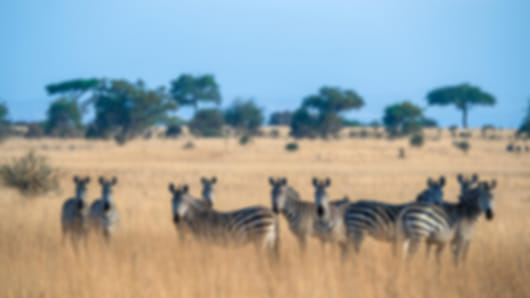 Timeless Tanzania: Plains, Craters & Wildlife