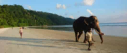 A 5 day itinerary for a feel-good Andaman and Nicobar Islands vacation