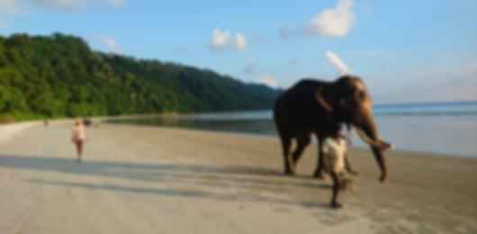 A 5 day itinerary for a feel-good Andaman and Nicobar Islands vacation