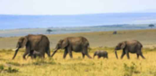 Explore the Wild Heart of Africa: 7 Unforgettable Nights in South Africa