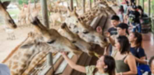 5 Days & 4 Nights Bangkok Pattaya Tour Package