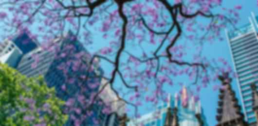 20 Day Australian Trip for Families
