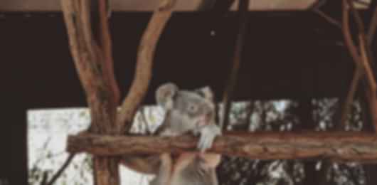 A 9 night New South Wales family itinerary