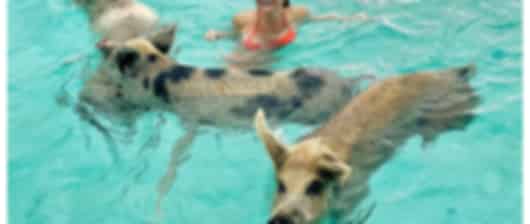 Caribbean Magic & Texan Heritage: Bahamas, Miami, Austin & San Antonio