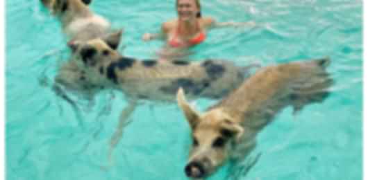 Caribbean Magic & Texan Heritage: Bahamas, Miami, Austin & San Antonio