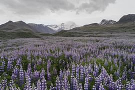 Glorious 7 day trip to Iceland for Honeymoon
