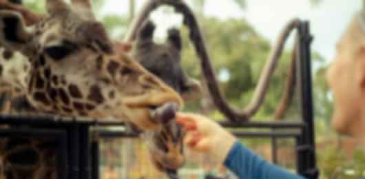 Memorable Singapore With Zoo & Night Safari