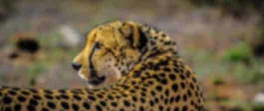 Perfect 8 Nights South Africa Packages From Mumbai