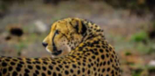 A Family itinerary: A fantastic 9 night South Africa trip